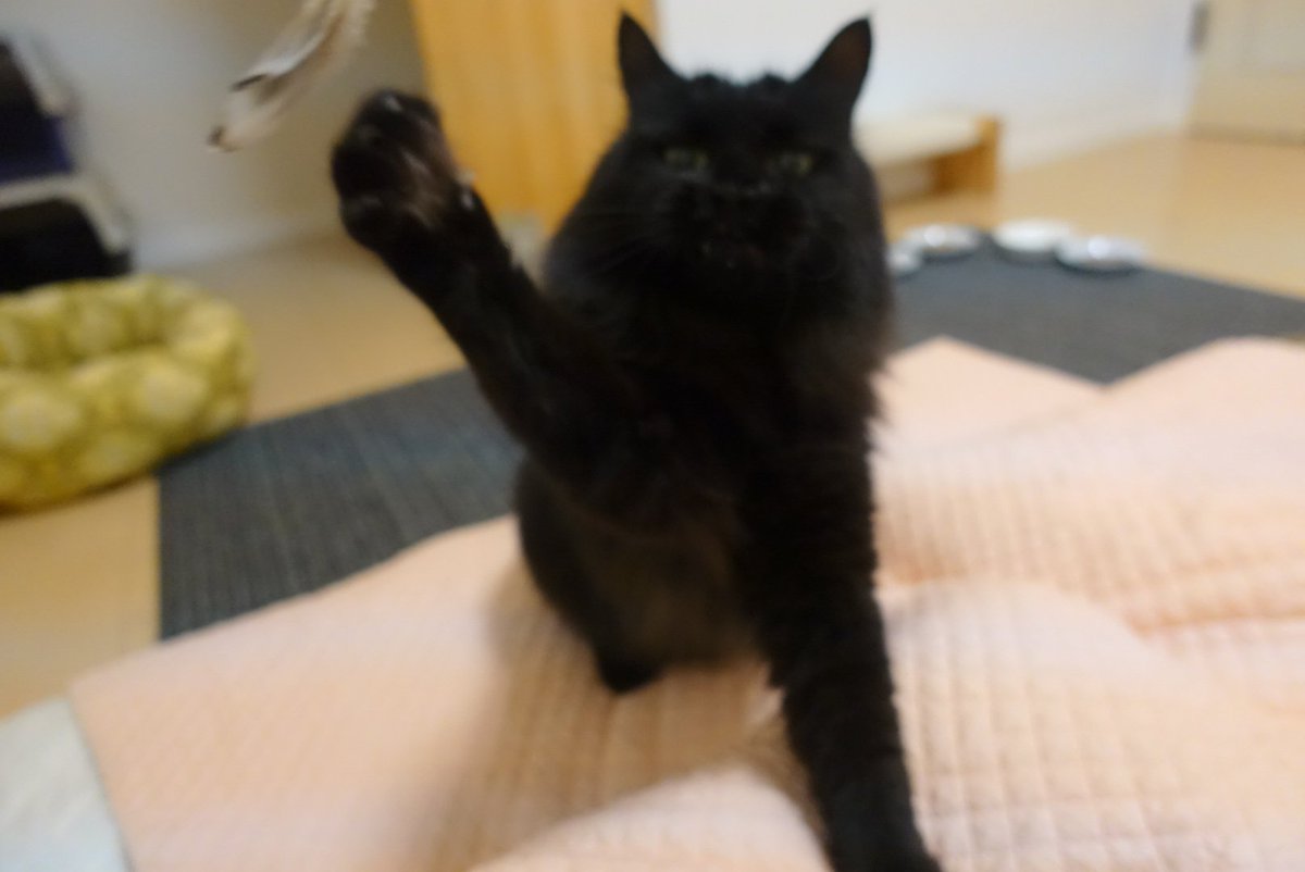 猫A 最終値下げしました！ 猫の家® on X: 