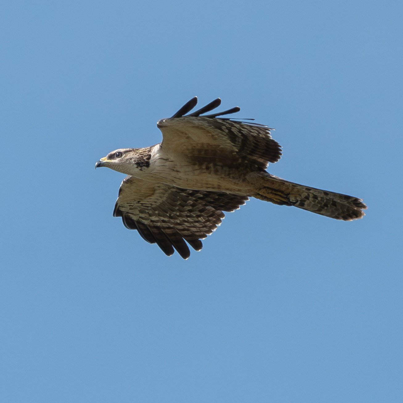 白い鳥 Japanese white stork #コウノトリ #J0141 愛称なる君 8歳 右足