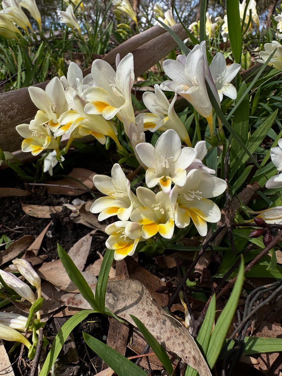 🌼 Garden escapees – when ornamentals go rogue!
Hear from Claire Bookless and Ali Bajwa on how we can turn off the tap on new weed threats at #VicWeedsConf2025. 🌿💡
🔗 wsvic.org.au/events <a href="/a1bajwa/">Ali Bajwa</a> <a href="/ISCAustralia/">Invasive Species Council</a>