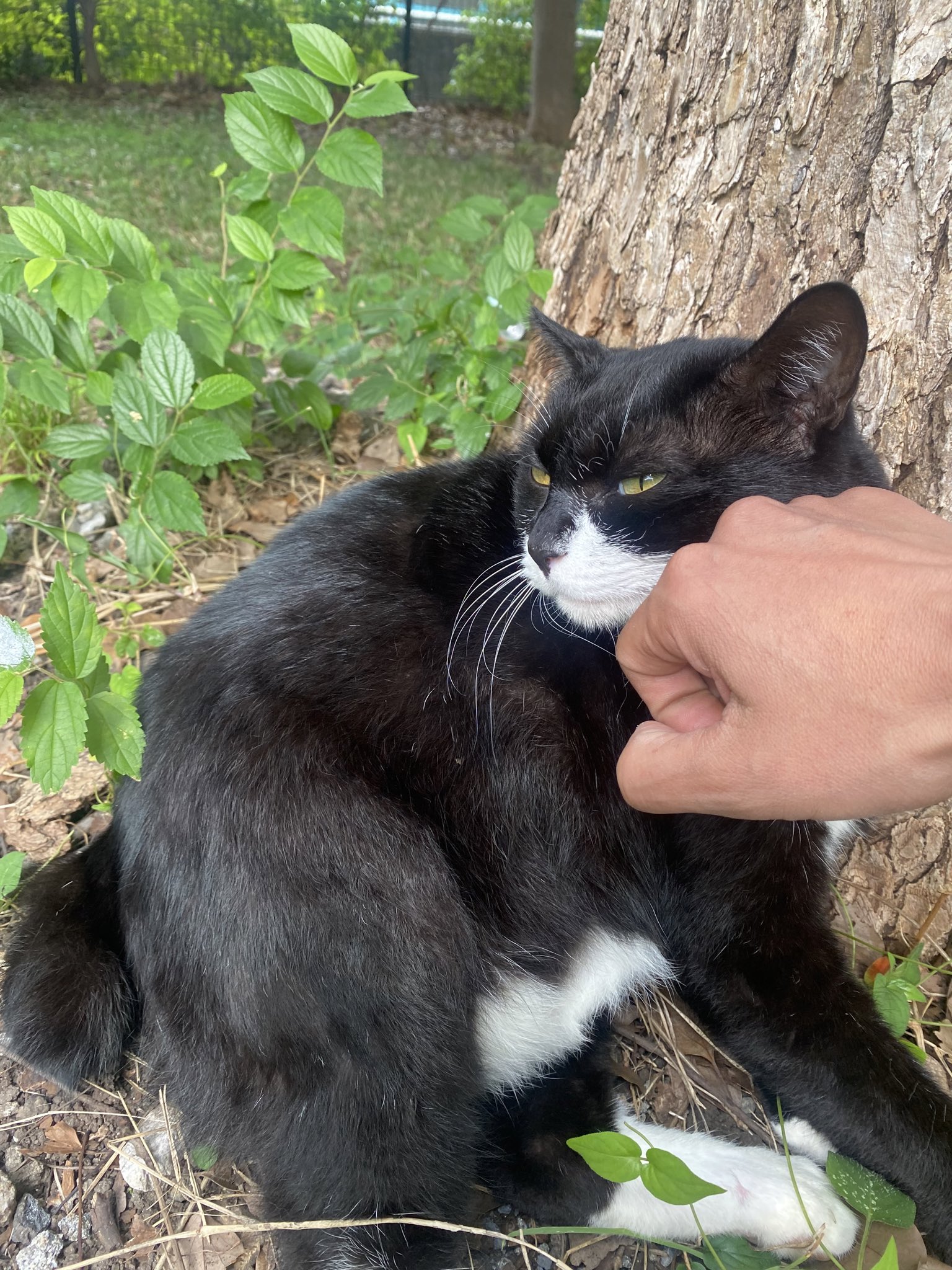 にゃんたろうページ お知らせ > 2021-09 - かほく市商業協同組合