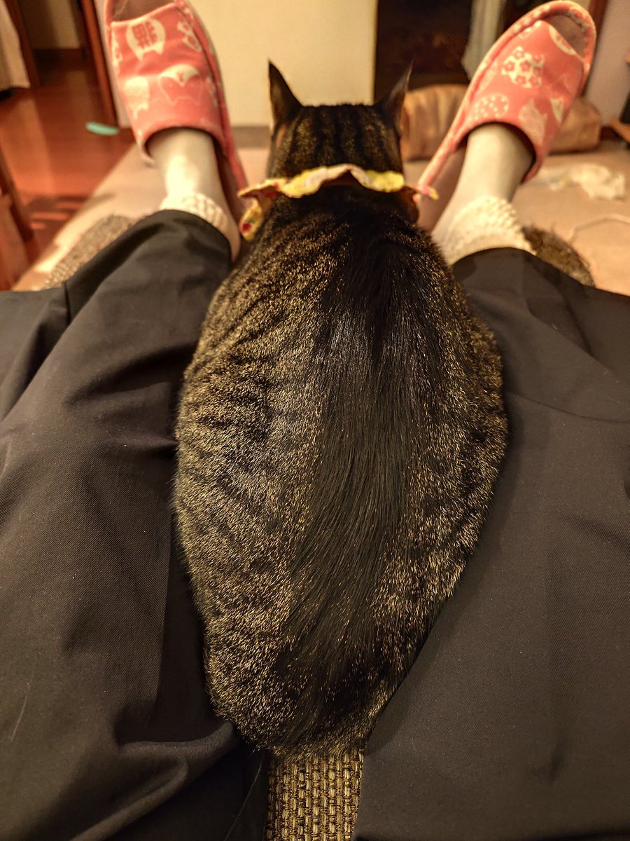 ぬこ (@vFjfTEYeX5igiXa) / Posts / X