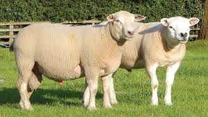 BorderSoftware's tweet image. Autumn, the season of mellow fruitfulness
AND TUPPING!!!!
↪️Tups in 🔄 Tups out↪️
With #FarmIT3000 you will avoid getting in a muddle or getting caught out!  The software can then work out which Tup is the correct sire, pretty dam smart! #Bordersoftware
