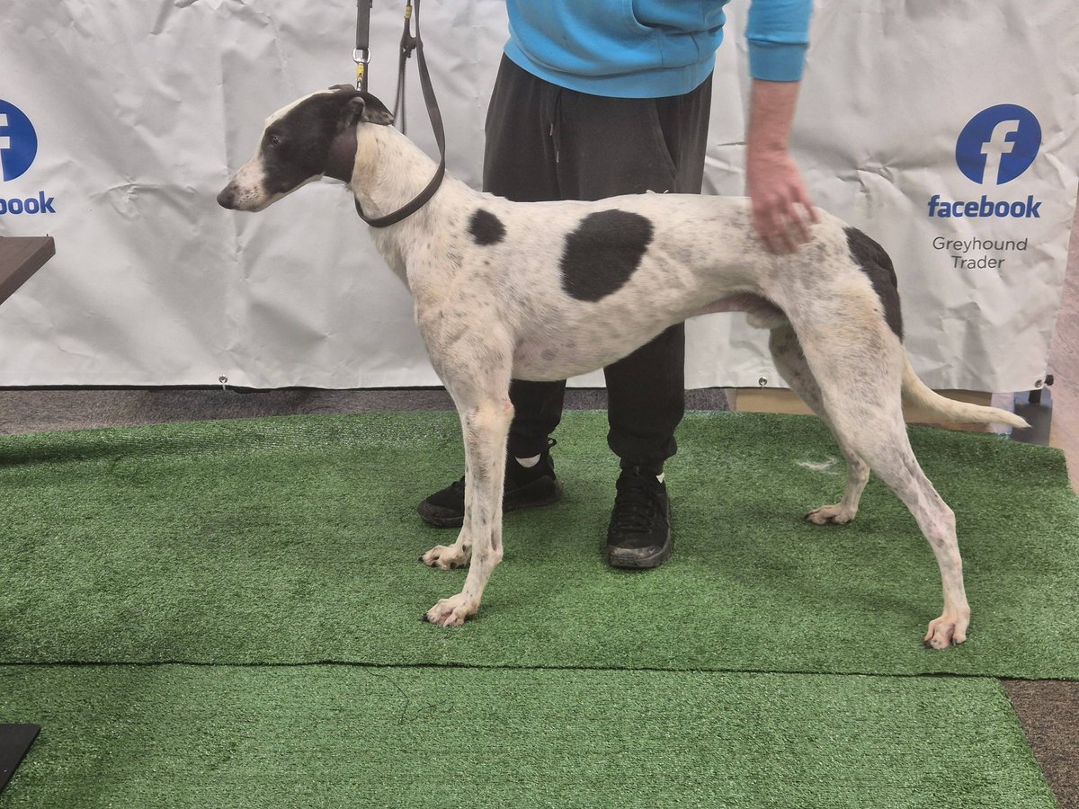 Lot 43 Johnie Oh SOLD at £4200 ONLINE