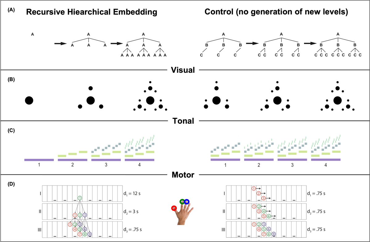 MauJDMartins's tweet image. 1/3 🚨New review paper. Humans can represent and generate complex hierarchies across domains — but how do we do it? We review 14 studies testing recursive hierarchical embedding across various domains. What did we learn? 📷 doi.org/10.3390/fracta… #cogsci #cogneuro #Recursion