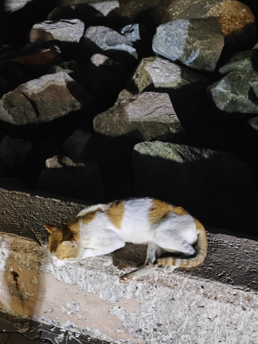 In the Maldives, kindness extends to animals. You’ll see cats napping in the open, totally unbothered.
Good evening, Maldives！