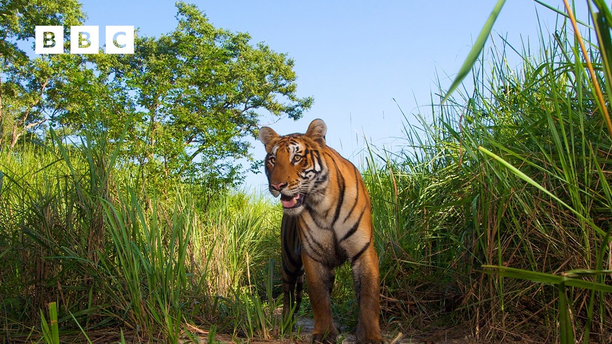 CrossoverSerie's tweet image. Además de la llegada de 2 nuevos canales, @MovistarPlus añade #BBCPlayer, solo para los clientes de fibra

Más de 700 horas, entre series, documentales y programas

Padre Brown, Crimen en el paraíso, El rival más débil, Diario de los grandes felinos...

movistar.es/tv/bbc-player