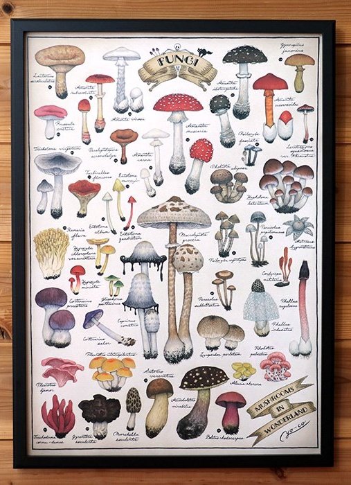 YO-CO (@yoco_art) on Twitter photo 今日は #きのこの日 🍄🍄🍄
今週末はヨコハマきのこ大祭に出展します~🍄✨️ 今日は #きのこの日 🍄🍄🍄
今週末はヨコハマきのこ大祭に出展します~🍄✨️