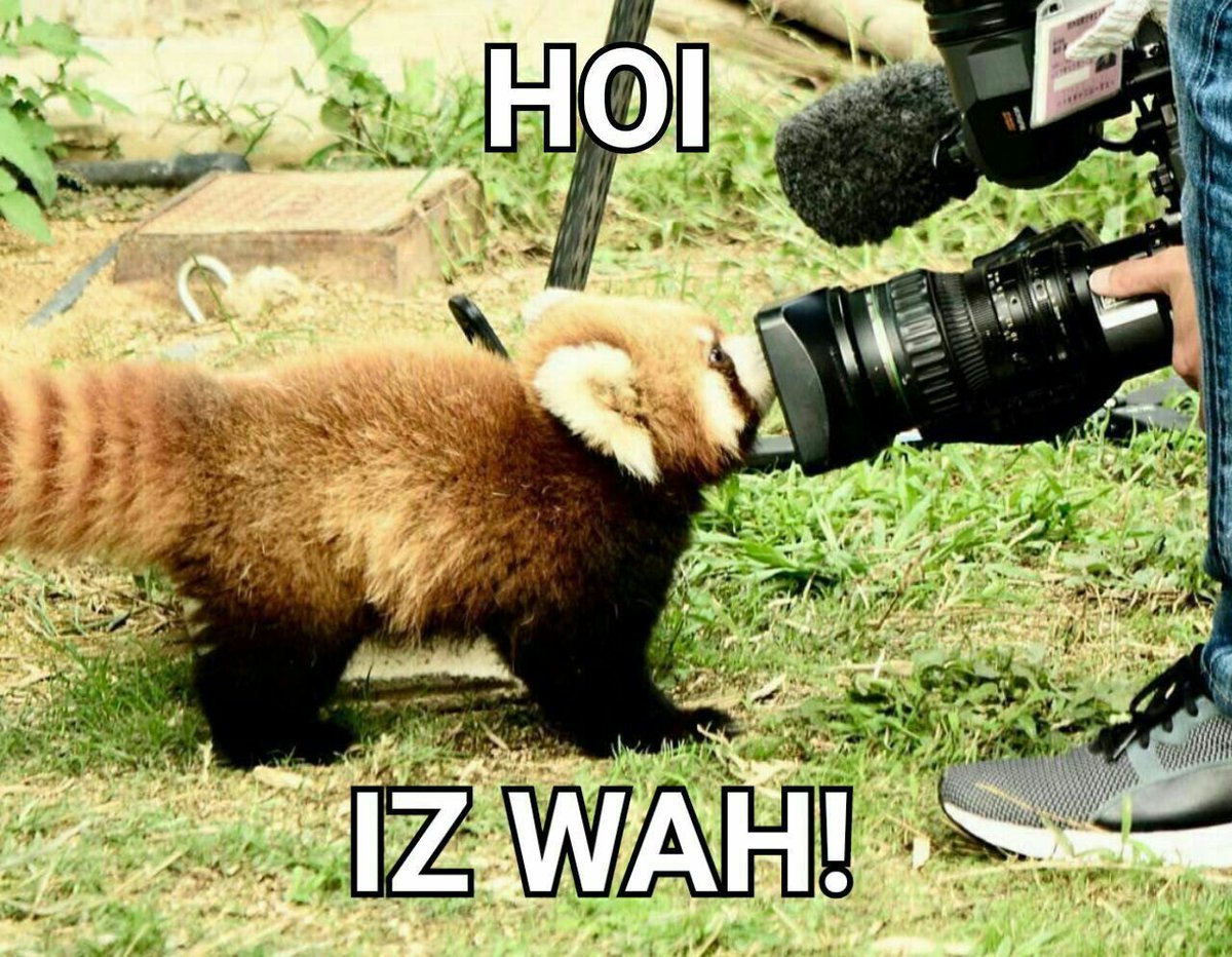 HourlyWah's tweet image. [🔗](api.tinyfox.dev/hourly/wahs/ph…)