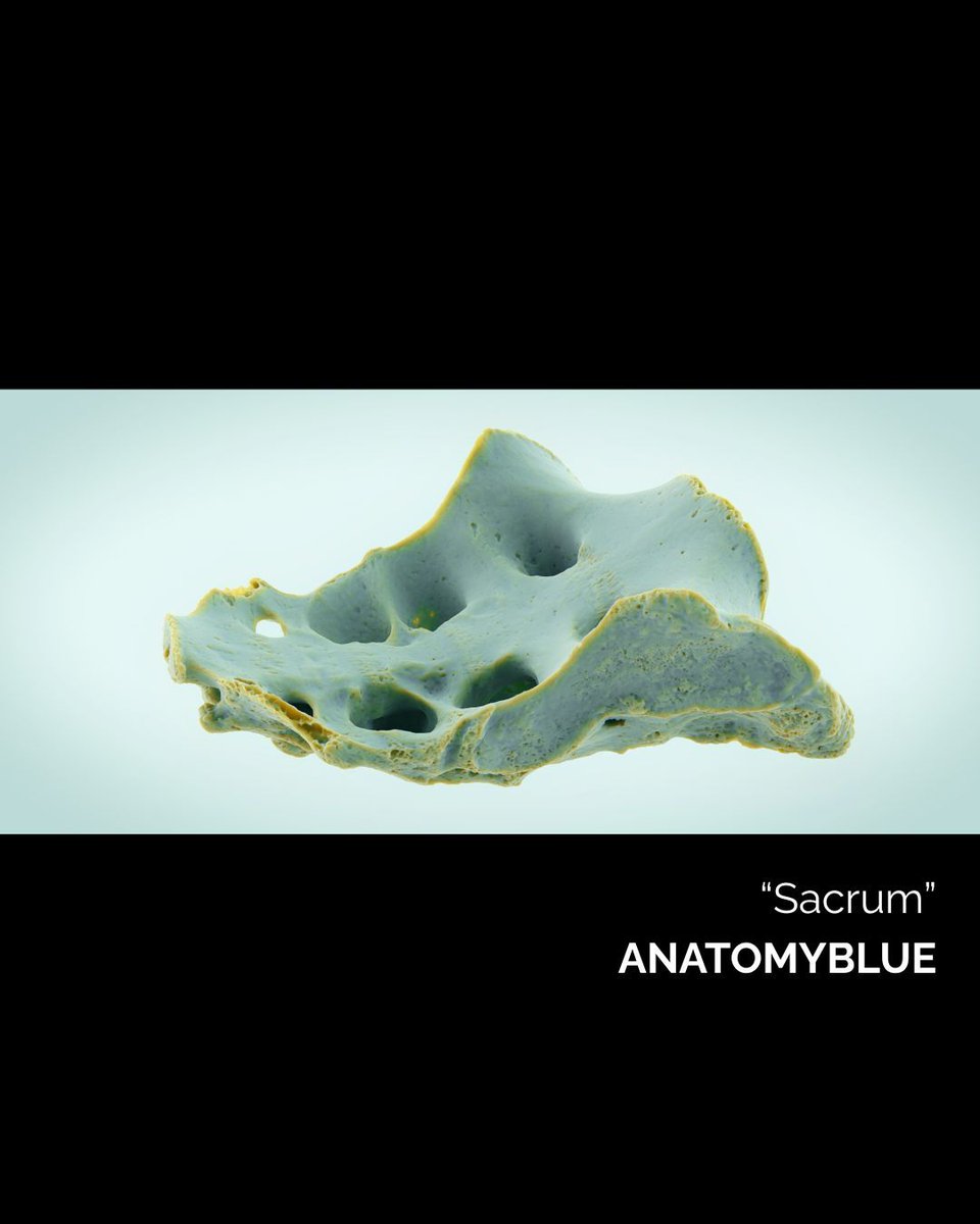 Medillustrates's tweet image. Accurate. Reliable. Scientific. 🔬 
Your go-to resource for trusted medical visuals.
Discover more: medillsb.com
🖼️ Image by the talented @anatomyblue team of the "Sacrum."
#medicalillustration #medicalanimation #scientificvisualization #visualcommunication