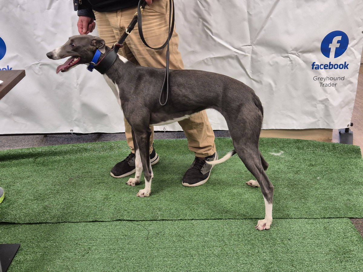 Lot 44 Droopys Samara SOLD at £2000 IN THE ROOM