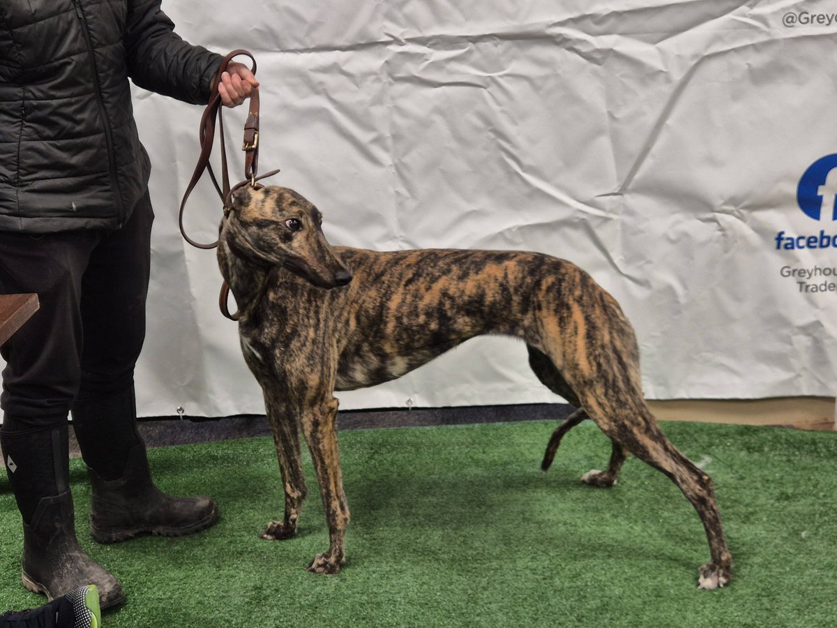 Lot 45 Deelish Lily NOT SOLD reserve of £2000 NOT MET