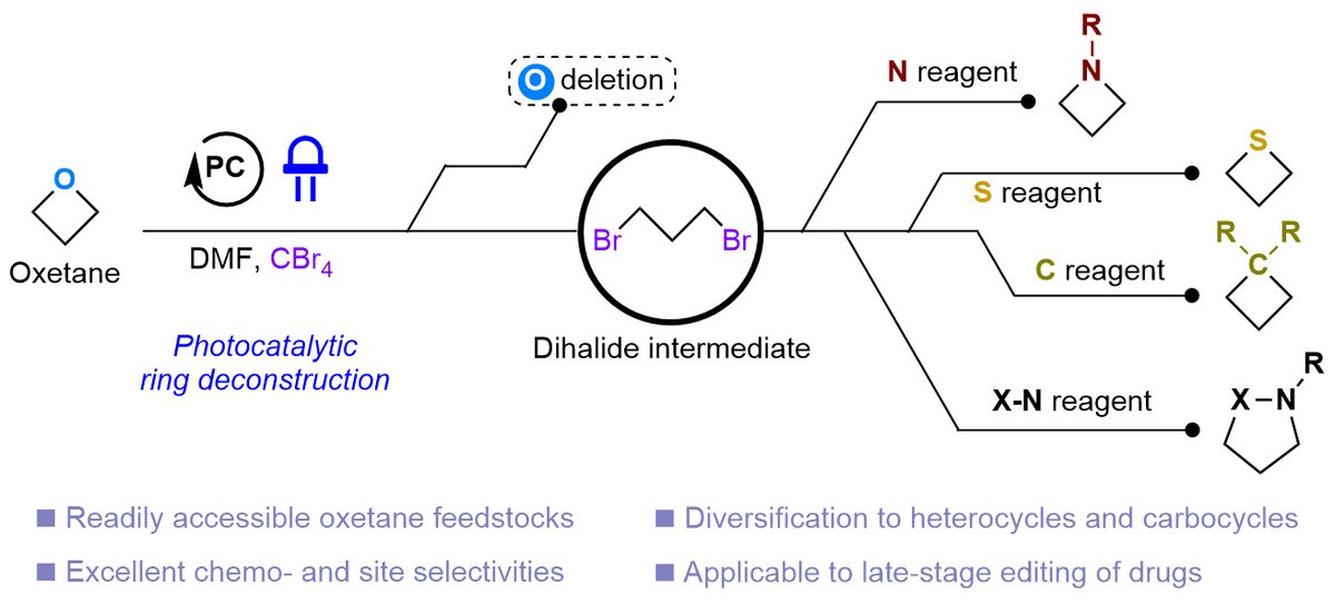 Atom-swapping in a saturated heterocycle? We report a photocatalytic transmutation strategy in <a href="/Nature/">nature</a> that exchanges O within an oxetane for N, S, C &amp; even dual atoms, simplifying access to a variety of non-aromatic cyclic pharmacophores &amp; enabling late-stage editing of complex