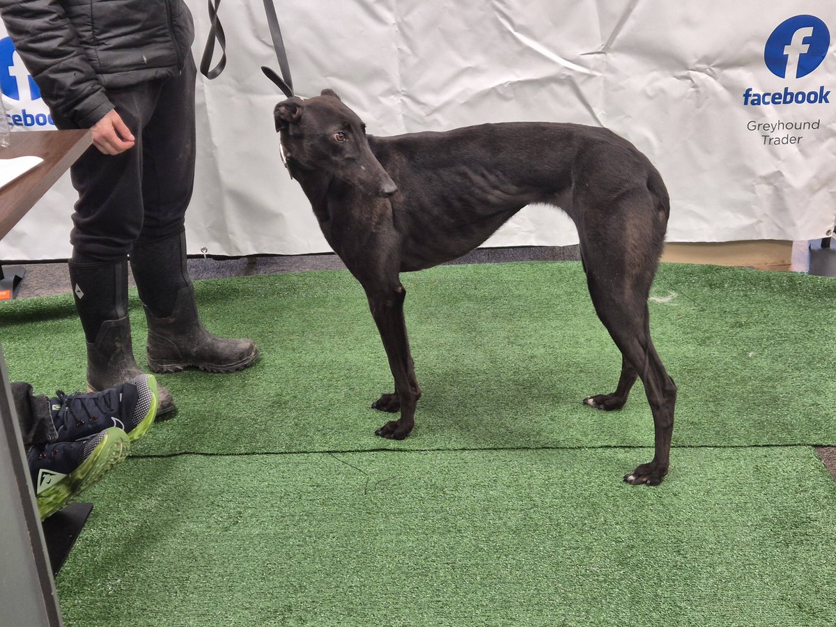 Lot 46 Ballydorgan One NOT SOLD reserve of £2000 NOT MET