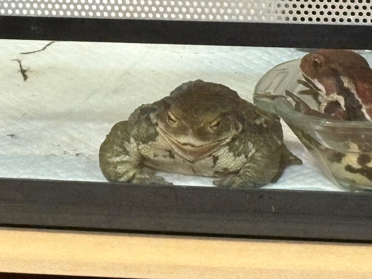 ケージの前でヨガのポーズしてる飼い主の母をすんごい顔で見てる藻吉
