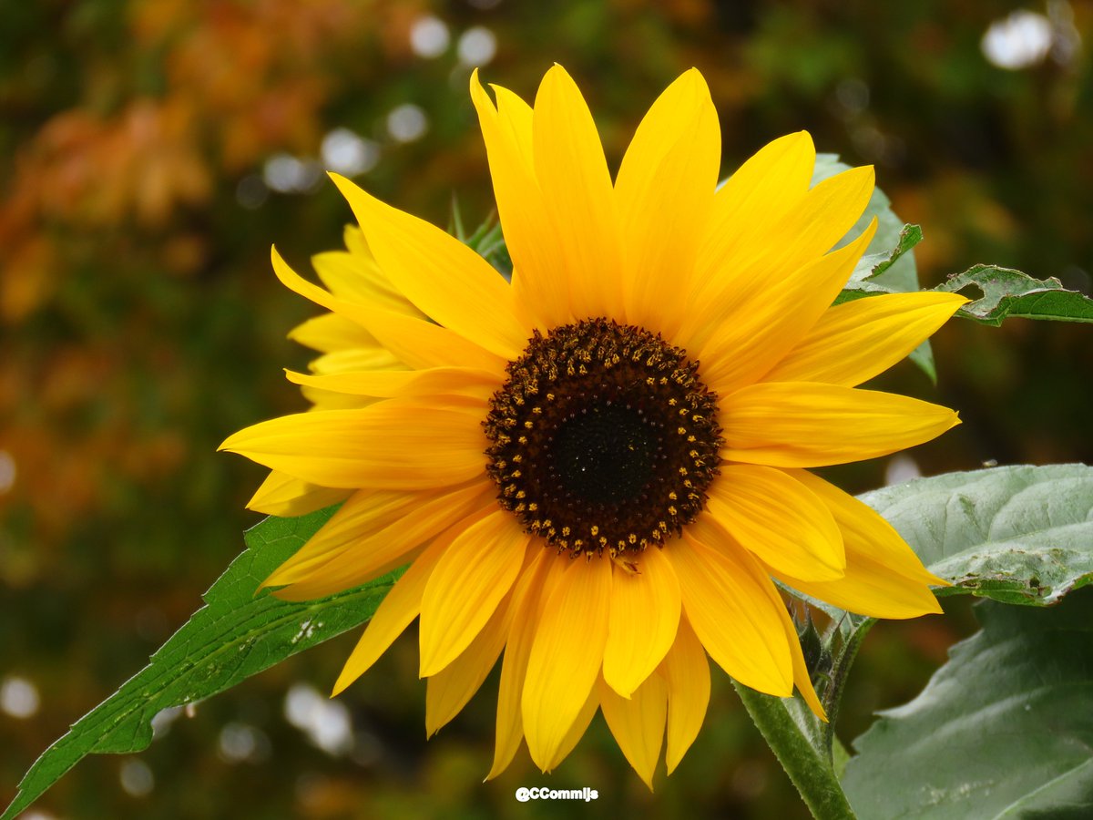 Goedemorgen. Ik heb mijn eigen zonnetje maar weer meegebracht. Iedereen een fijne donderdag 🙋‍♀️☕️🌻