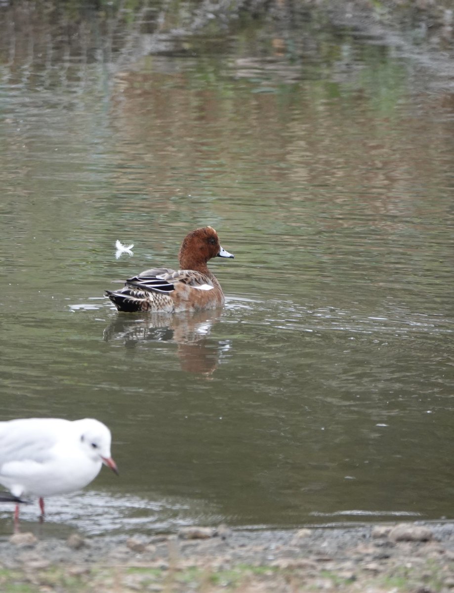 Wigeon visiting Wanstead Flats E7 … a rare occurrence nowadays