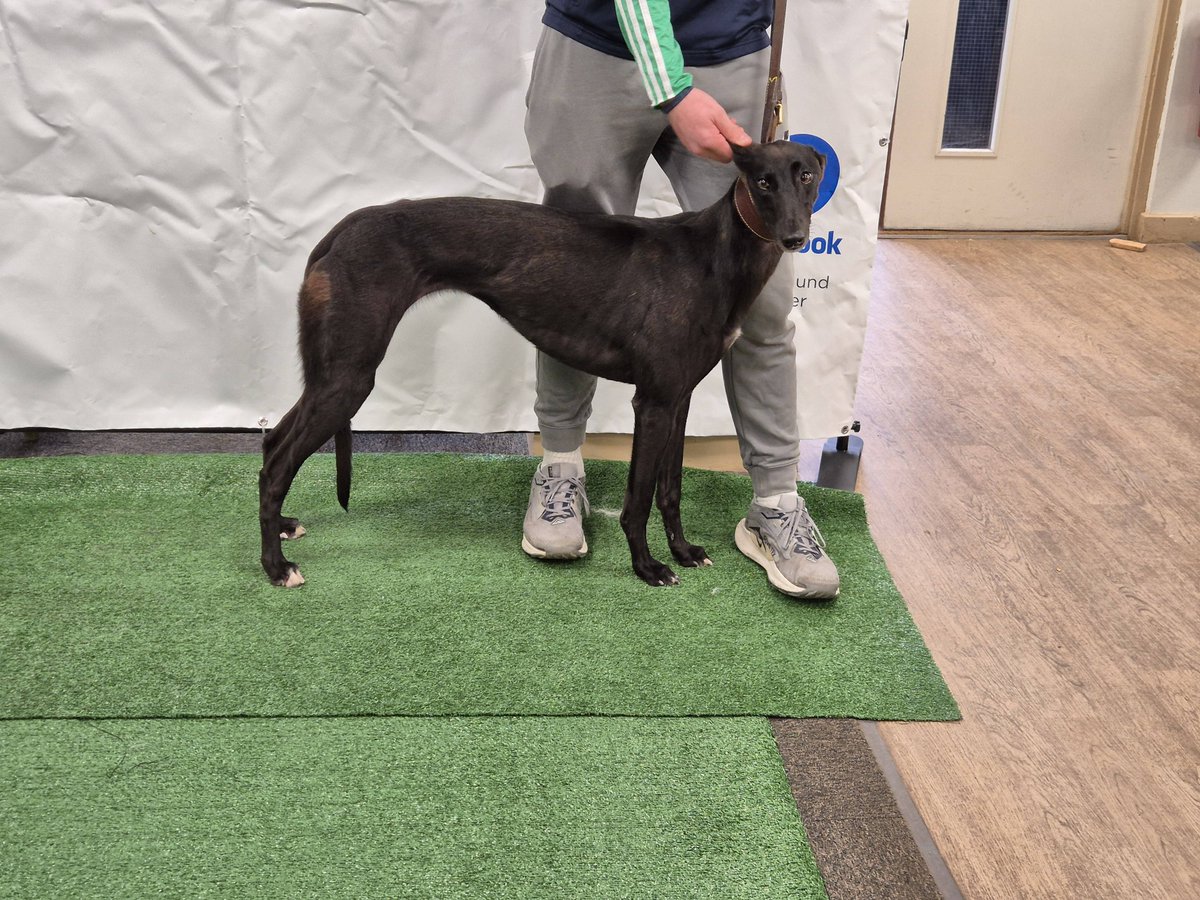 Lot 48 Rapido Louise SOLD at £8000 IN THE ROOM
