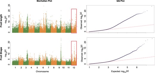 Hortres's tweet image. CmFUL1 found as key negative regulator of melon fruit length via GWAS, affecting breeding! #MelonGenetics #FruitDevelopment @OxfordJournals 
Details: doi.org/10.1093/hr/uha…