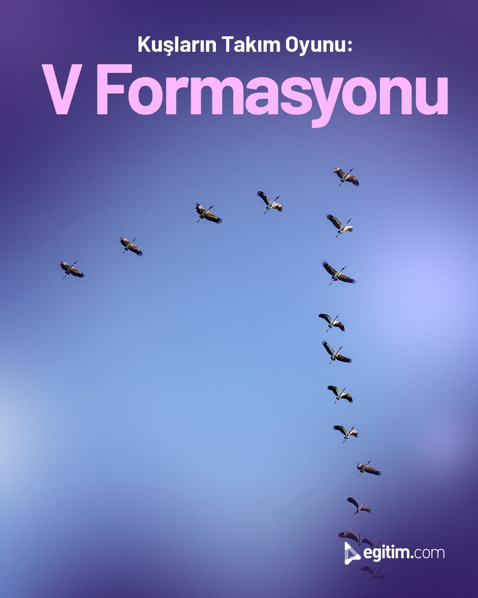 egitim_com's tweet image. Kuş sürülerinin neden “V” şeklinde uçtuğunu daha önce düşündün mü?

🕊️ Birlikte uçmak, daha az yorulmak ve hedefe ulaşmak için en iyi yol. ✨

#BilgiKöşesi #Egitimcom #TakımOyunu #Eğitim #Kuşlar #CanlılarDünyası