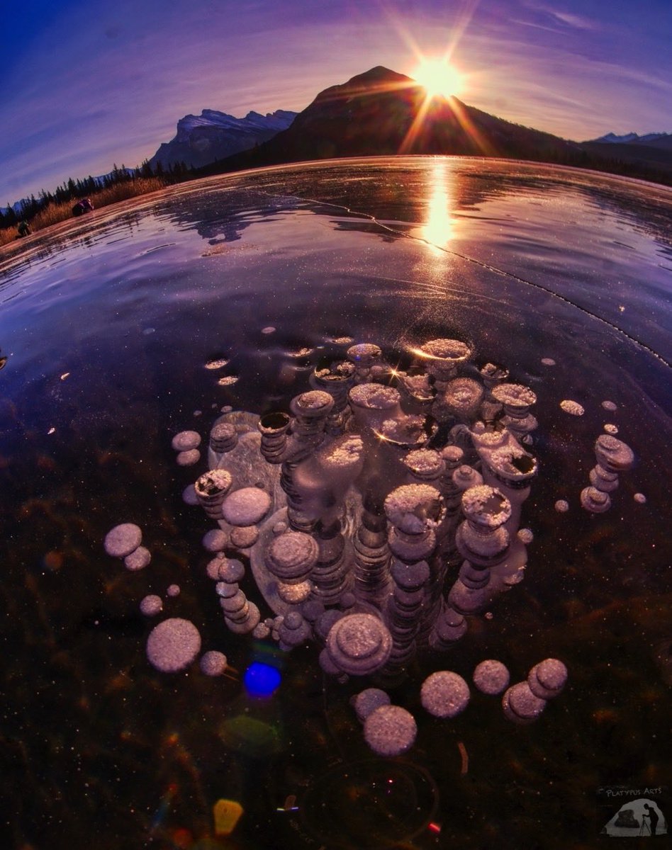 Evanfchan's tweet image. #ice bubbles at sunrise, Banff national park, #canada.   #photo #art #nature #ThePhotoHour #admiredart #fujifilm