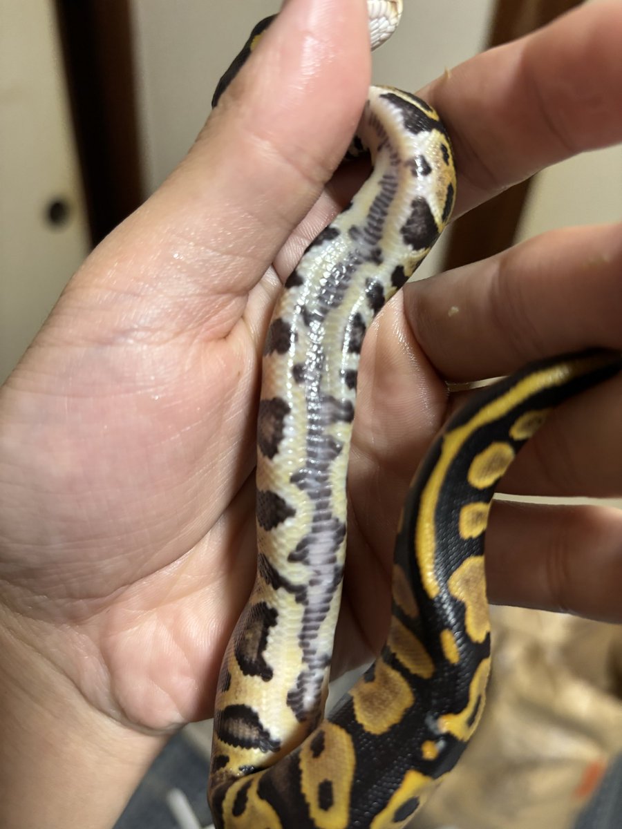 Gagaga8969's tweet image. お腹が、かっこいいODレオだと思います
#ボールパイソン