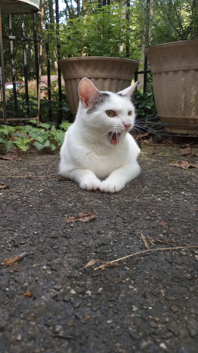 please welcome our newest member of the family, Feta.

she was pregnant and abandoned by her owners in Philly

she's a sweetie and I love my baby girl 🤍