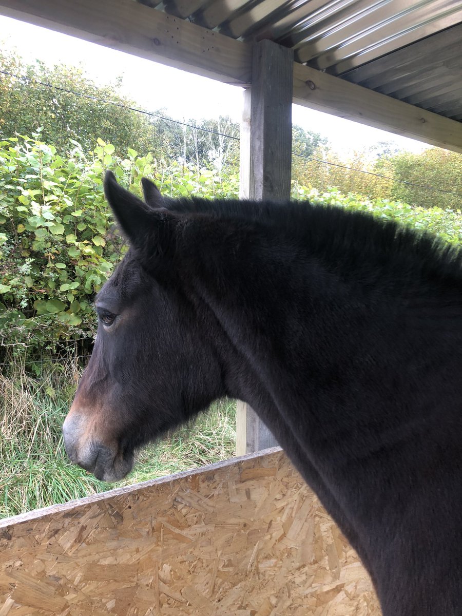 She came in to have a look. Apprehensive but a 🥕 helped. She prefers the outdoors bless her