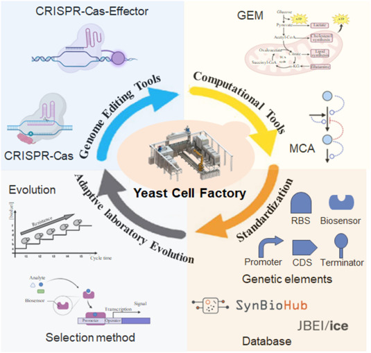 BioDesignR's tweet image. Innovative yeast synthetic biology tools are revolutionizing cell factory design for fuels & drugs! #YeastBiotech #SynBio
Details: doi.org/10.1016/j.bide…