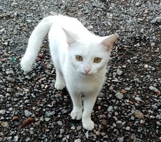 Yuva yok muymus bu disney prensesi icin