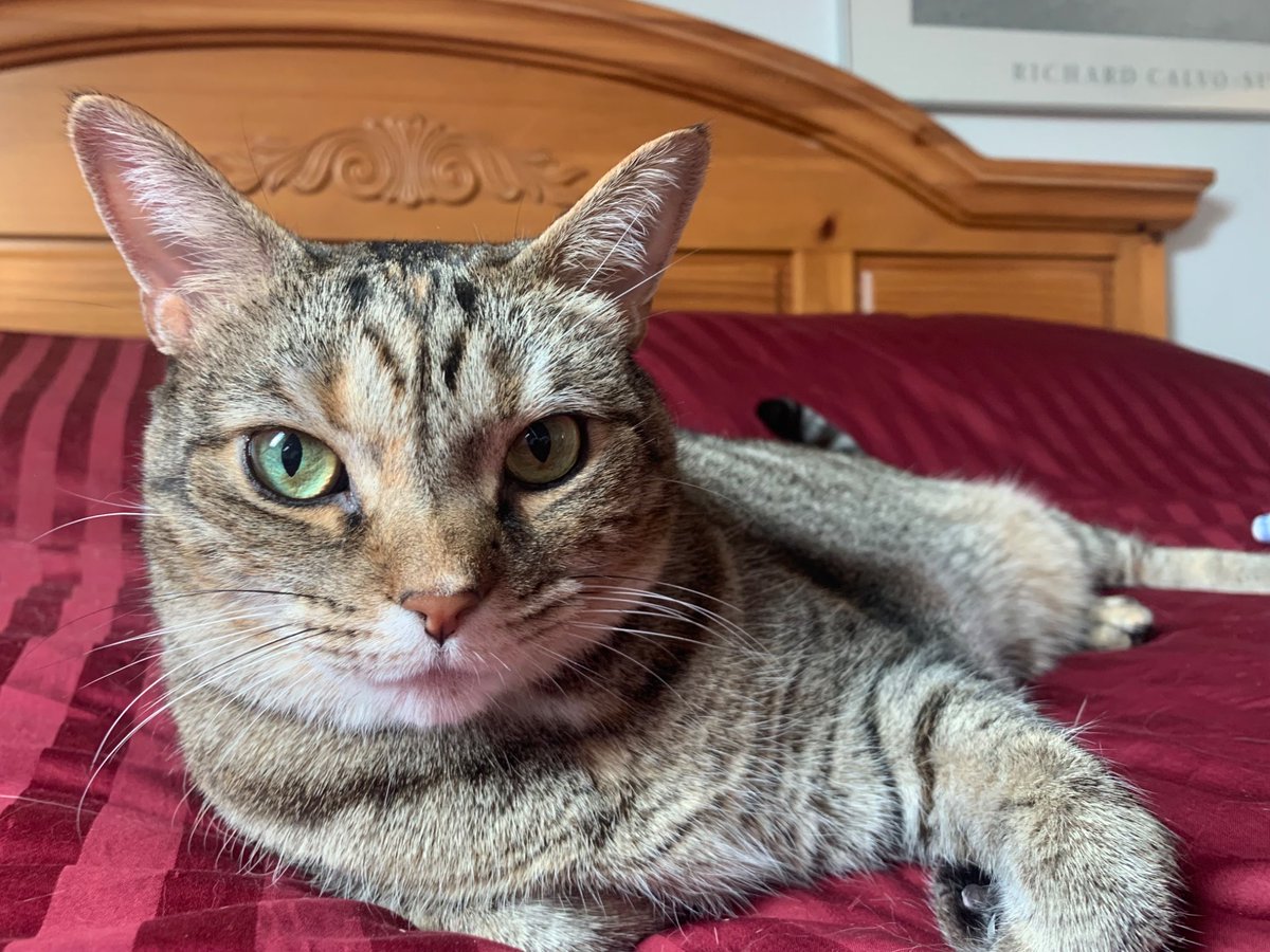ClipperMaddenX's tweet photo. Meow. Looking good. 😼 https://t.co/gYFSN6LtK7