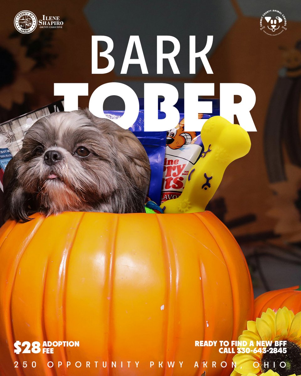 County Executive Ilene Shapiro (@summitexecutive) on Twitter photo All treats and no tricks this Barktober! 🐾🎃
Huge thanks to Cleveland 19 News  for helping spread the word about Summit County Animal Control's $28 adoption promotion!
You can read the full article here: cleveland19.com/2025/10/14/sum… All treats and no tricks this Barktober! 🐾🎃
Huge thanks to Cleveland 19 News  for helping spread the word about Summit County Animal Control's $28 adoption promotion!
You can read the full article here: cleveland19.com/2025/10/14/sum…