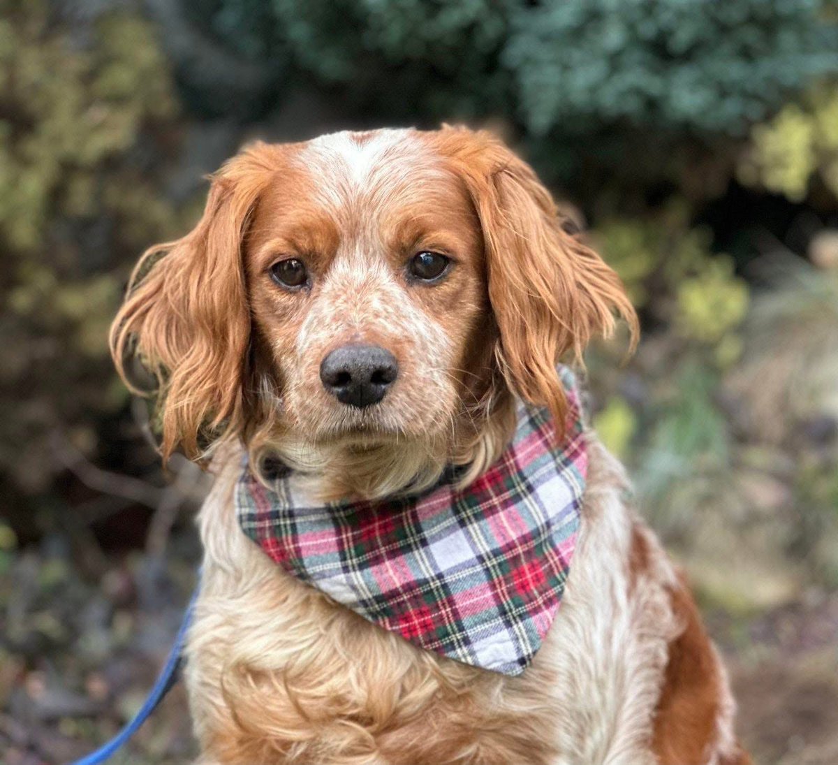 URGENT
Greg's owner sadly died a few days ago and he is waiting for her return
She is not coming back and Greg urgently needs a home
Greg is Breton Spaniel dog aged 6years
pawpersintheruff.com
#Cornwall #Truro #Falmouth #Penzance #Newquay #StAustell