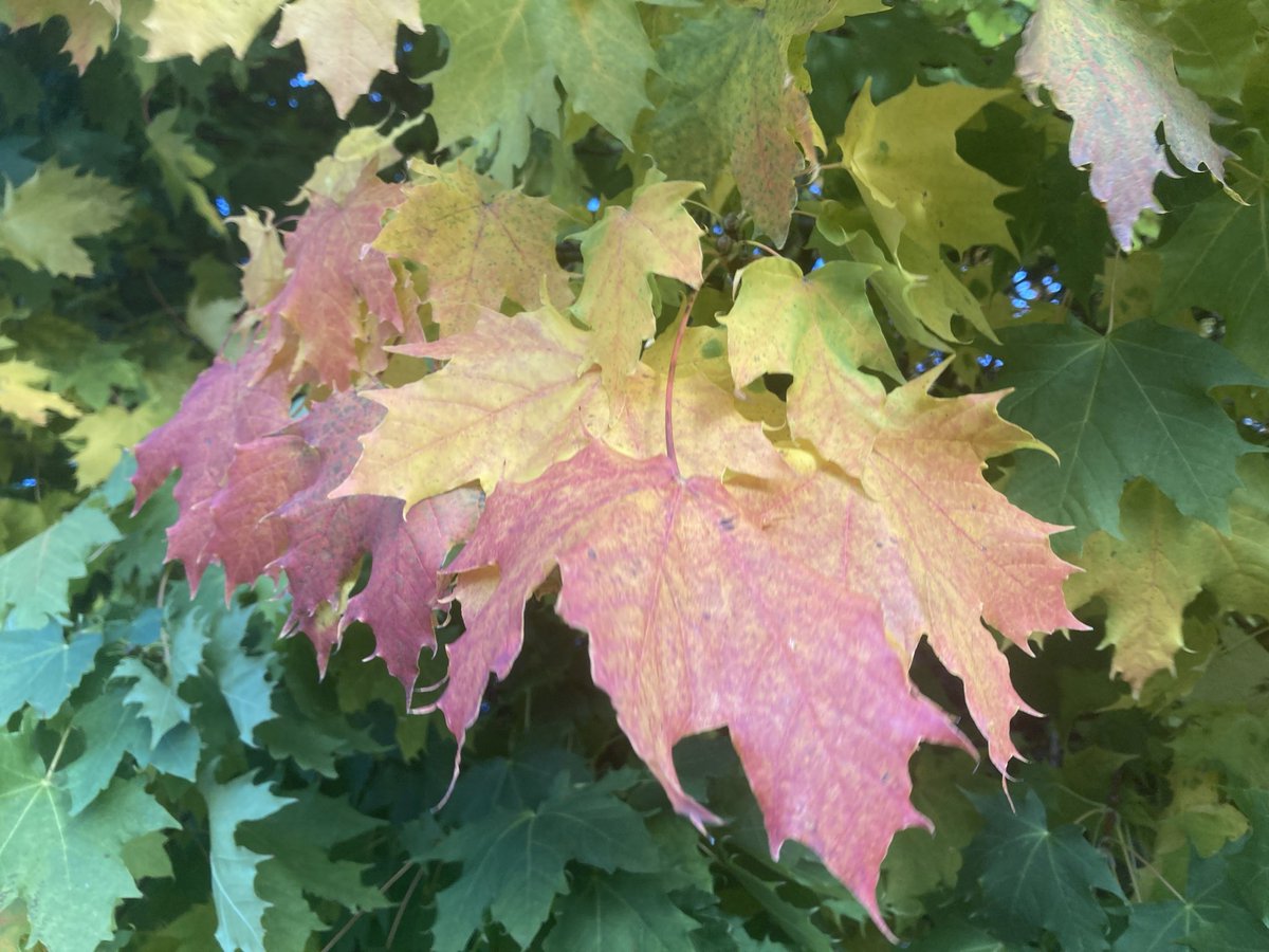 I co, jesień jest szara?