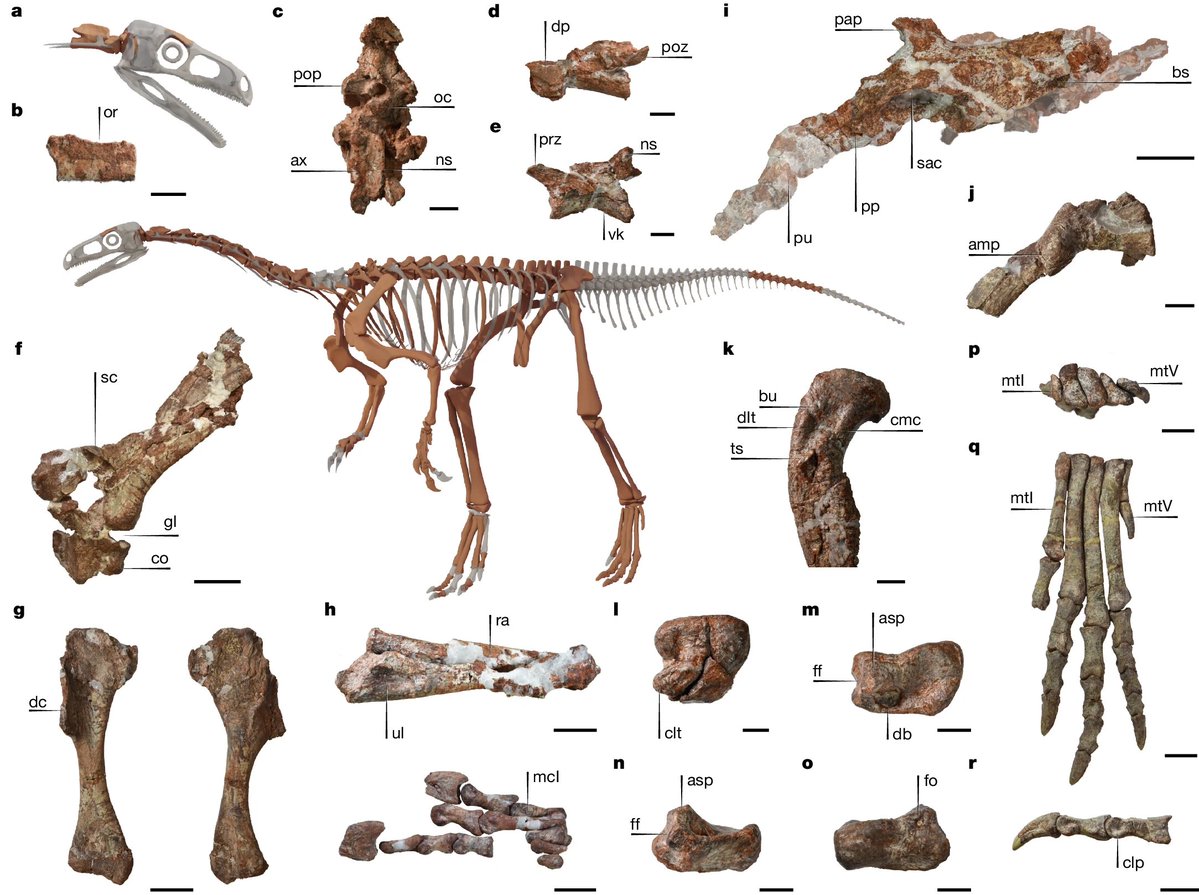 Dinoh555's tweet image. AND ANOTHER TRIASSIC SA FELLA
A long-necked early dinosaur from a newly discovered Upper Triassic basin in the Andes
nature.com/articles/s4158…
Huayracursor jaguensis gen. et sp. nov.
Art: Jorge Blanco