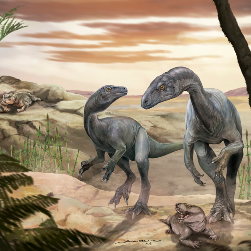 Dinoh555's tweet image. AND ANOTHER TRIASSIC SA FELLA
A long-necked early dinosaur from a newly discovered Upper Triassic basin in the Andes
nature.com/articles/s4158…
Huayracursor jaguensis gen. et sp. nov.
Art: Jorge Blanco