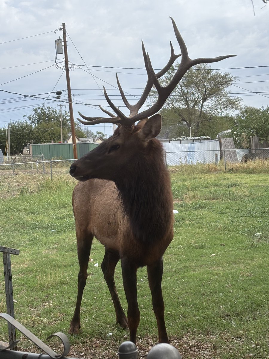 Oklahoma Department of Wildlife Conservation tweet media