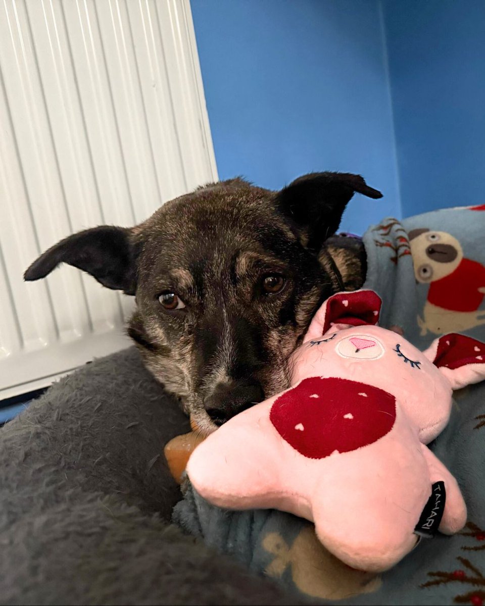 DT_Newbury's tweet image. We’re rolling into the “Berrrr” months — Octoberrr 🍂🎃, Novemberrr 🧣🎆 &amp;amp; Decemberrrr ❄️🎄! Time for falling leaves, frosty mornings &amp;amp; cosy cuddles. Princess is all about warm hearts &amp;amp; snug vibes. Could you be her perfect winter companion? 🤗 #SnugAsABug #CosyVibes #AdoptADog