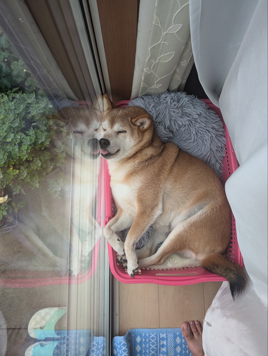うちの愛犬
かわいいんすよー