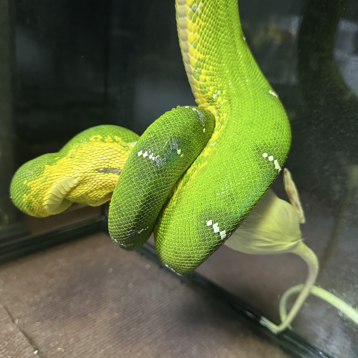chappi_python's tweet image. 食事中にメンテ🐍
 #エメラルドツリーボア 
 #爬虫類 
 #徳島