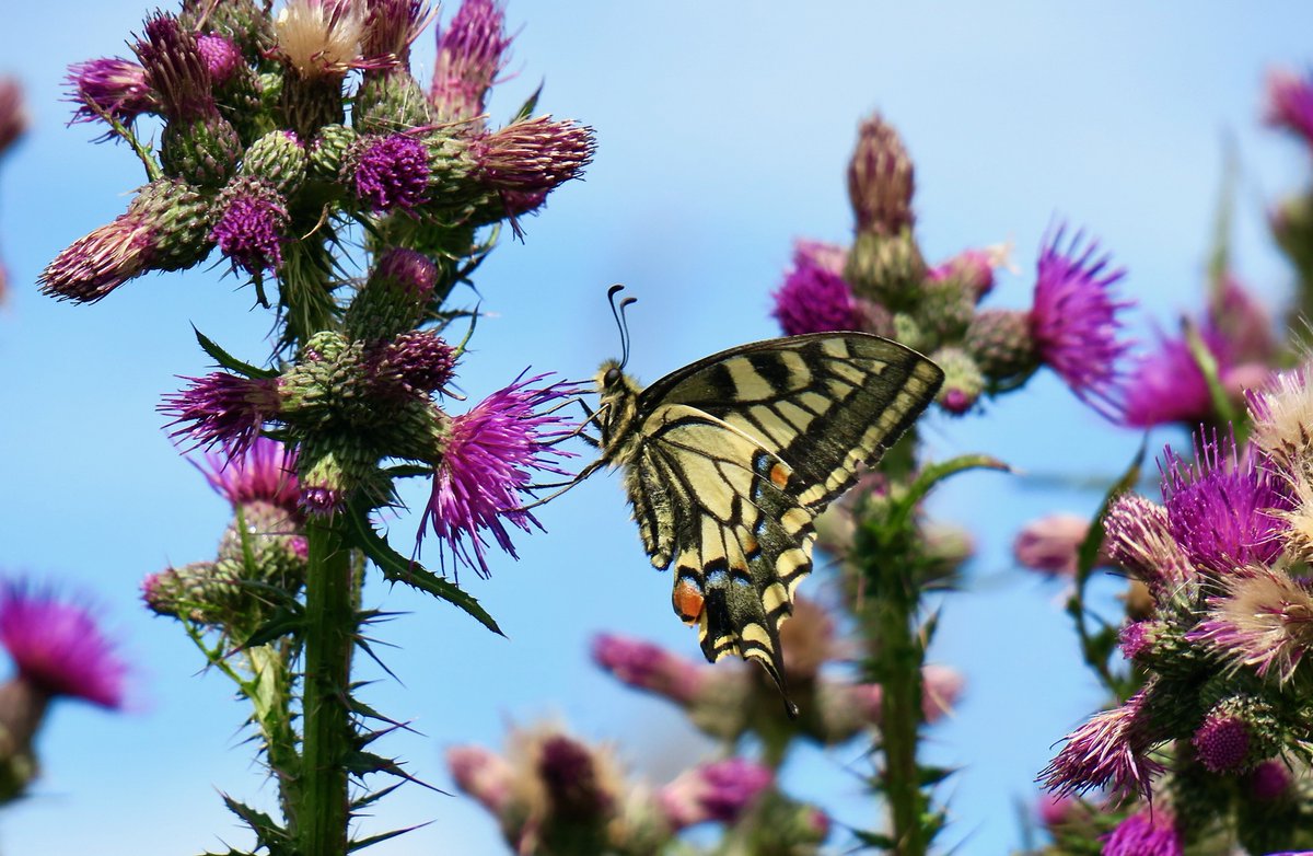 The British section the 2025 #bcnorfolk photographic competition was won by Régine Godfrey for an image of a Swallowtail taken at Sutton Fen.