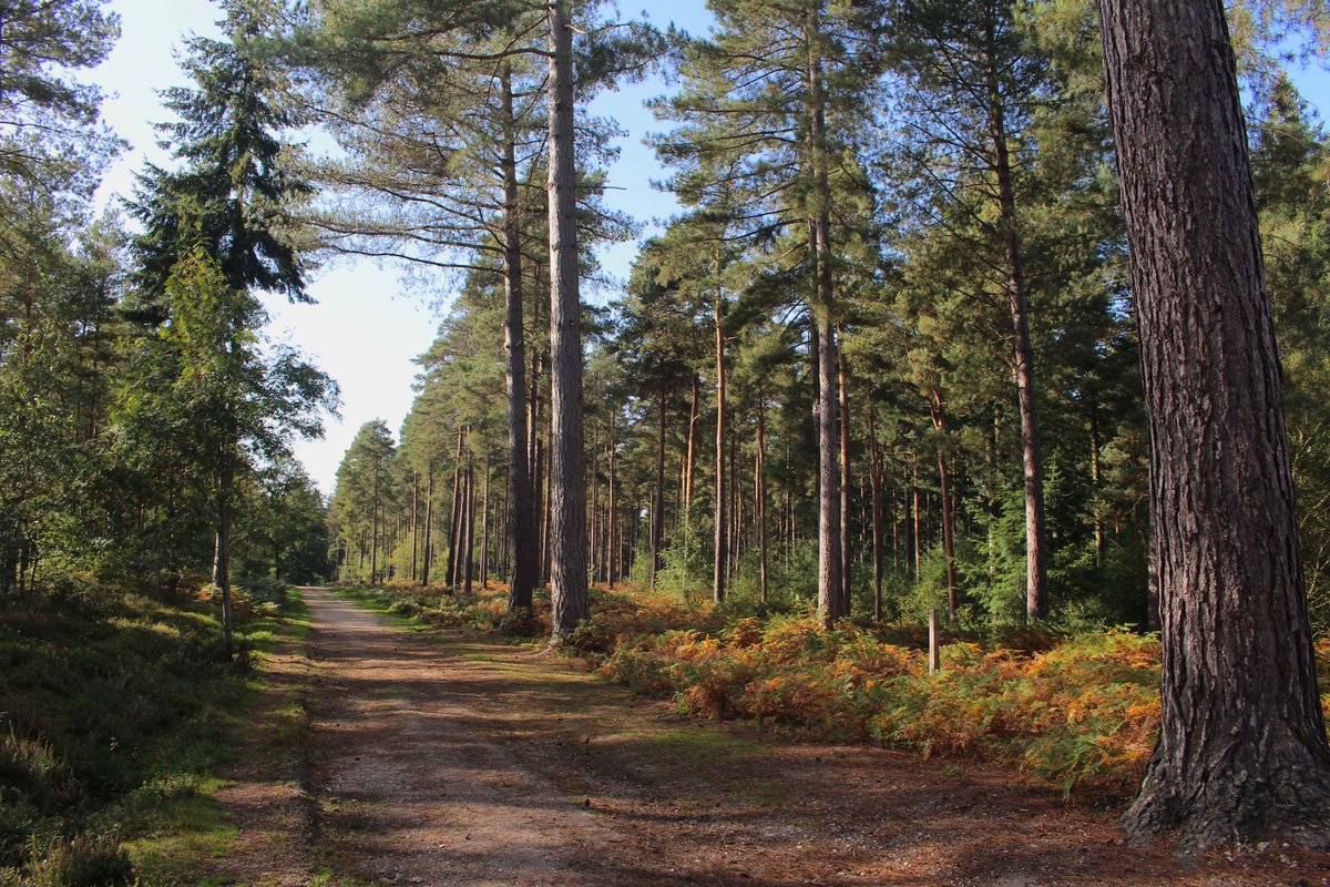 Englefield Estate tweet media