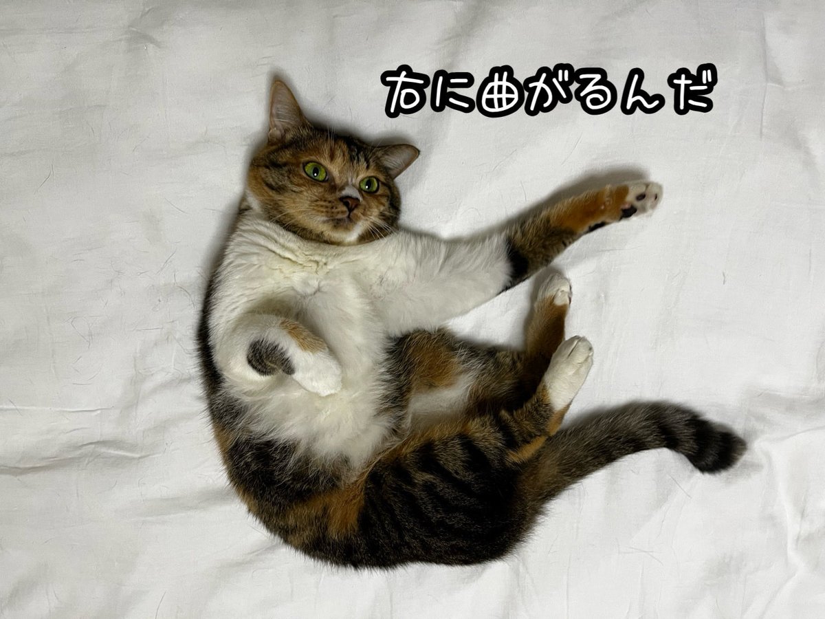 ねこねこ空港 (@nekoneko747) / Posts / X