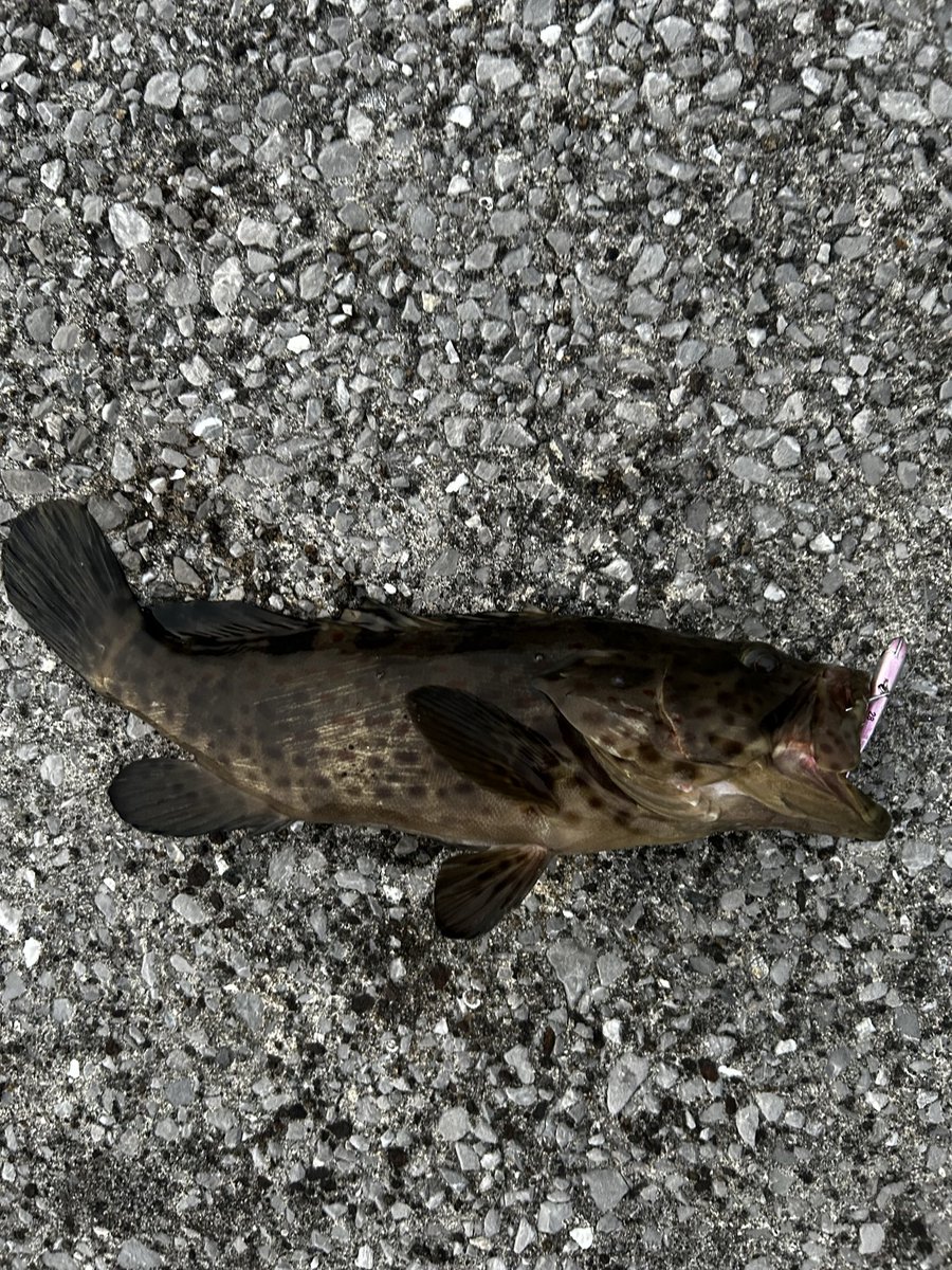 仕事帰りのちょい投げでシーバス釣ろうなんてやっぱあまーい…🥹