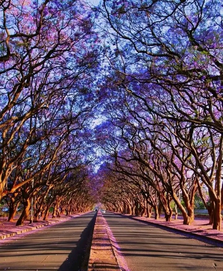 #dandarostreets Harare streets during the Jacaranda season...🔥💯✔️