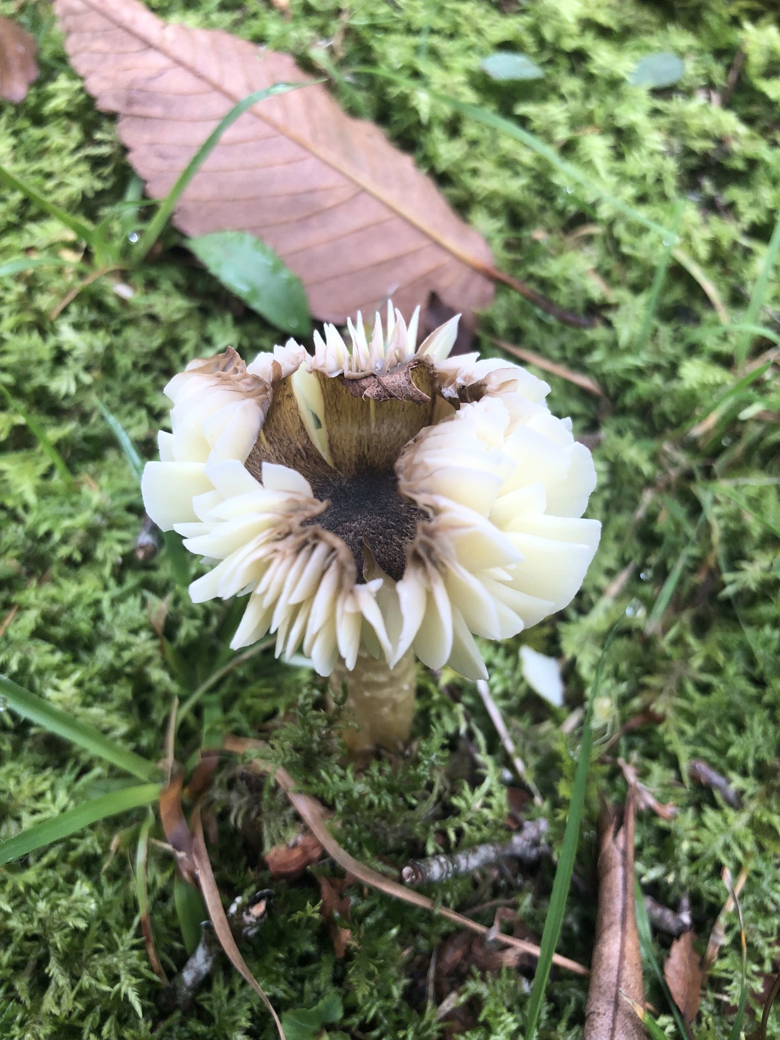 私が作ったキノコMan 私が作ったキノコMan 私が作ったキノコMan せーやまん