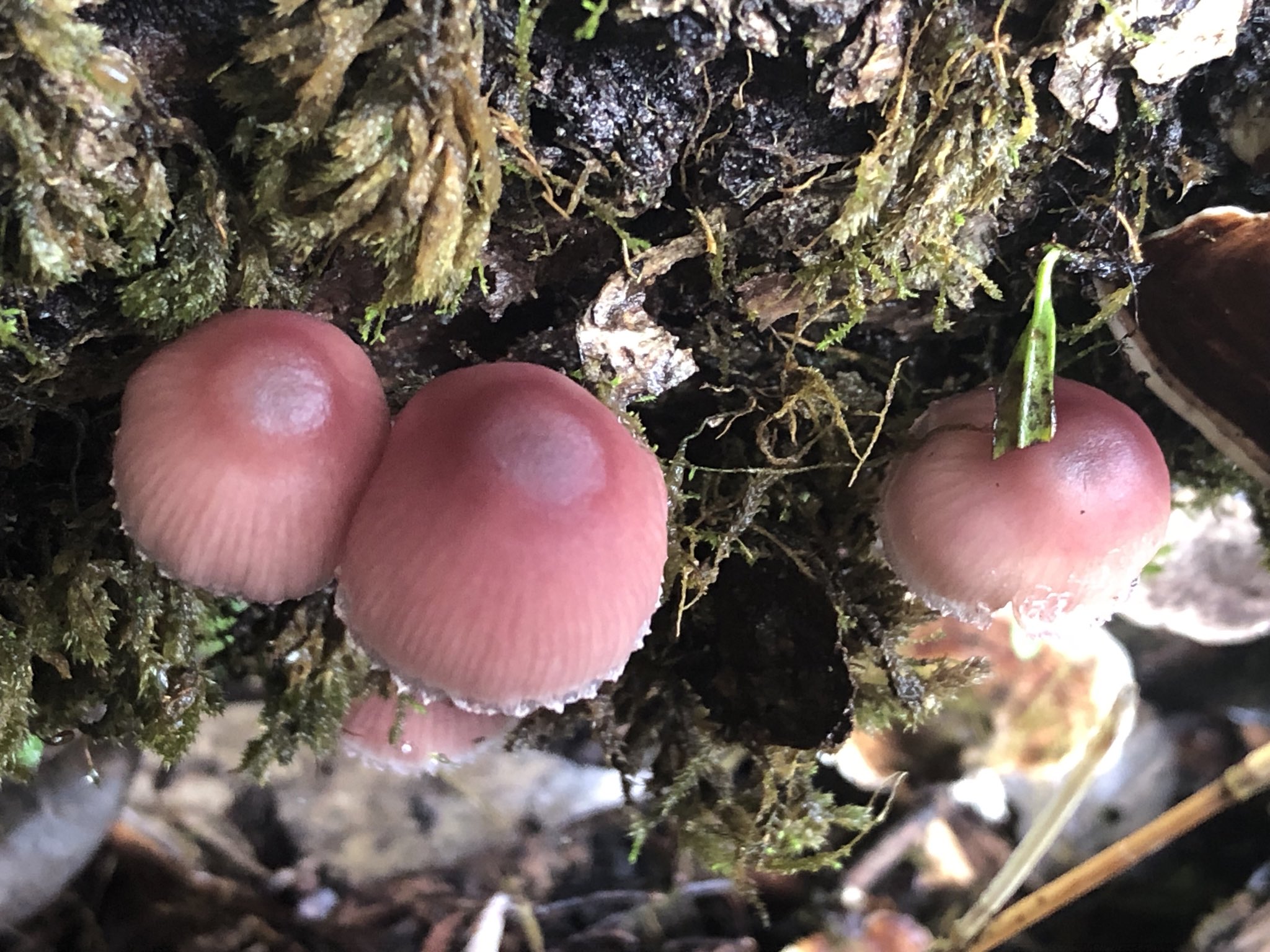 MAN ON THE MOON on X: 