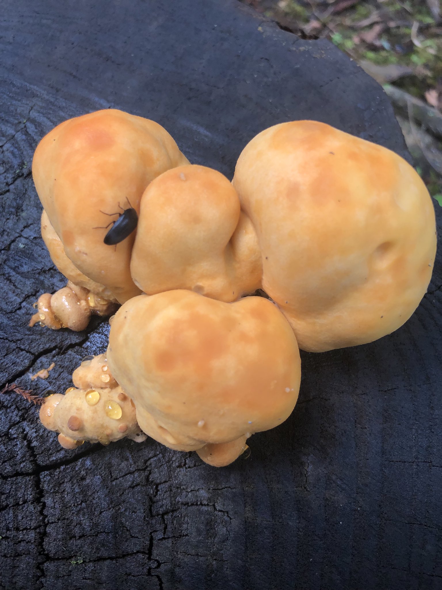 私が作ったキノコMan 小島秋彦作品37 未確認生命体 キノコ人1号 – ボリス雑貨店