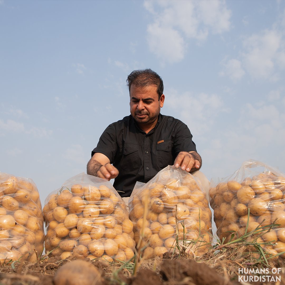 humansofkrd's tweet photo. چیرۆکی کوردێکی باشوور
لە بیرم دێت، له‌ گونده‌كه‌ی خۆمان، لە سه‌ره‌تادا به‌ بێڵ و خاكه‌ناز په‌تاته‌مان ده‌چاند، بەڵام دواتر بووینه‌‌ خاوه‌نی چه‌ندین ئامێری كشتوكاڵی.
ناوم (به‌شیر جه‌لیل)ـه‌ و ته‌مه‌نم ۳۹ ساڵە. خه‌ڵكی گوندی (زیناوا)ی سەر بە قەزای (شێخان)م لە پارێزگای (دهۆک). تا پۆلی شەشی سه‌ره‌تاییم خوێند و‌ وازم لە خوێندن هێنا. هەر لە منداڵییەوە، لە کاتی چاندنی پەتاتەدا، هاوكاریی باوك و مامه‌كانم ده‌كرد...
له‌ كۆتایی ساڵی ٢٠٠٠دا، ده‌ستمان بە چاندنی پەتاتە کرد. له‌ سه‌ره‌تادا، نزیکەی ٢٧ دۆنم زه‌ویمان چاند و ساڵ دوای ساڵ، په‌ره‌ی زیاترمان پێ دا و ئاستی به‌رهه‌مهێنانمان به‌رزتر كرده‌وه‌.
ماوەی ١٦ ساڵە، وه‌كو جوتیارێك ساڵانە له‌ دوو وه‌رزدا، نزیكه‌ی ٢٥٠- ٣٠٠ دۆنم زه‌ویی دەکەین بە پەتاتە؛ به‌شێك لەو زه‌وییانە، هی خۆمانەوە و له‌ باو و باپیرانه‌وه‌ بۆمان ماوه‌ته‌وه‌.
بەشداری چەند خولێکی کشتوکاڵیم کردووە کە چەند ڕێكخراوێکی ناوخۆیی و بیانی بۆیان کردوینەتەوە و بەهۆیەوە شارەزایی زۆرم پەیدا کردووە و خەڵکانی تریش سوود له‌ بیرۆكه‌ و ئه‌زموونەکانم وەردەگرن؛ تەنانەت له‌ لایه‌ن ڕێكخراوێكی كشتوكاڵیی تایبه‌ت به‌ زیادكردنی به‌رهه‌م، وەک باشترین جوتیار له‌ سه‌ر ئاستی عێراق و هه‌رێمی كوردستان خەڵات كرام.
له‌ وه‌رزی کۆکردنەوەی بەرهەمی په‌تاتەدا، زیاتر لە ١٥٠ كرێكار لە‌ لای من كار ده‌كه‌ن، کە زۆربەیان خه‌ڵكی سنووره‌كه‌ی خۆمانن، بەشێکیشیان ئەو ئاوارانەی شەنگال و ئێزدییەکانن، کە له‌ ساڵی ٢٠١٤ له‌ ترسی داعش هەڵهاتن و لە كه‌مپه‌كانی سنووری (شێخان) نیشتەجێ بوون.
کرێکارەکان، ڕۆژانە پێنج بۆ شەش کاتژمێر و بۆ ماوەی ٤٥ ڕۆژ كار دەکەن و له‌ كۆتایی هەر هه‌فتەیەکیشدا مافی ماندووبوونی خۆیان وەردەگرن.
له‌ ئێستادا، به‌رهه‌می ڕۆژانەی په‌تاته‌ی ده‌شتی ناوكۆر، جگە لە پڕکردنەوەی پێداویستیی ناوخۆ، ڕەوانەی باشوور و ناوه‌ڕاستی عێراقیش دەکەین؛ خۆشبه‌ختانه‌ ساڵی ڕابردووش، بەرهەمێکی زۆری پەتاتەمان ڕه‌وانه‌ی وڵاتانی كه‌نداو كرد.
-
Story of a Kurd from Southern Kurdistan
I remember that in the beginning, in our village, we used to plant potatoes with shovels and simple tools, but later we became owners of various agricultural machines.
My name is Bashir Jalil, and I am 39 years old. I am from the village of Zinawa, part of the Shekhan district in Duhok province. I studied up to the sixth grade of primary school, then I stopped. Since childhood, during the potato-planting season, I would help my father and uncles...
At the end of the year 2000, we officially started planting potatoes. In the beginning, we cultivated nearly 27 donums (6.6 acres) of land. Year after year, it brought us more income, and we were able to increase our production.
For the past 16 years, as farmers, we have planted nearly 250 to 300 donums (61.7-74.1 acres) of land with potatoes twice a year. Part of this land belongs to us, passed down from our fathers and grandfathers.
I have participated in several agricultural training courses held by both local and international organizations. Through them, I gained a lot of expertise, and others have also benefited from my knowledge and experience. I was even awarded by a specialized agricultural organization for increasing productivity and was named the best farmer in Iraq and the Kurdistan Region.
During the potato harvest season, we employ more than 150 workers. Most of them are from our own area, and some are Yazidi and Shingal refugees who fled ISIS in 2014 and settled in the camps in the Shekhan district.
The workers work five to six hours a day for 45 days, and at the end of each week, they receive their rightful rest days.
Today, the daily production of Zinawa potatoes not only covers local market needs but is also distributed across Southern and Central Iraq. Fortunately, last year, we were even able to export a large quantity of potatoes to Gulf countries.
-
قصة كردي من جنوب كردستان
أتذكر أننا في قريتنا كنا نزرع البطاطس باستخدام المجرفة، لكننا امتلكنا لاحقاً العديد من الأدوات الزراعية.
اسمي (بشير جليل)، عمري ٣٩ عاماً. أنا من قرية (زيناوا) التابعة لقضاء (شيخان) بمحافظة (دهوك). درستُ حتى الصف السادس الابتدائي ثم تركتُ الدراسة. منذ صغري، كنتُ أساعد والدي وأعمامي في زراعة البطاطس.
في أواخر عام ٢٠٠٠، بدأنا بزراعة البطاطس. في البداية، زرعنا حوالي ٢٧ فداناً من الأرض، وسنة بعد سنة، توسّعنا وزاد مستوى الإنتاج.
لمدة ١٦ عاماً، كمزارع، نزرع حوالي ٢٥٠-٣٠٠ فدان من الأرض في موسمين؛ بعض هذه الأراضي ملك لنا ورثناها عن أجدادنا.
حضرتُ العديد من الدورات الزراعية التي نظمتها منظمات محلية وأجنبية، واكتسبتُ خبرة كبيرة، وسيستفيد الآخرون من أفكاري وتجاربي.
لقد حصلتُ على جائزة أفضل مزارع في العراق وإقليم كردستان من منظمة زراعية تُعنى بزيادة الإنتاج.
خلال موسم حصاد البطاطس، يعمل لديّ أكثر من ١٥٠ عاملاً، معظمهم من منطقتنا، وبعضهم لاجئون من سنجار وإيزيديون، فروا عام ٢٠١٤ خوفاً من داعش واستقروا في مخيمات على الحدود (شيخان).
يعمل العمال من خمس إلى ست ساعات يومياً لمدة ٤٥ يوماً، ويتقاضون أجورهم في نهاية كل أسبوع.
حالياً، يُنتج محصول البطاطس اليومي من سهل ناوکور، بالإضافة إلى تلبية الاحتياجات المحلية، كما نُصدّر إلى جنوب ووسط العراق؛ ولحسن الحظ، صدّرتُ العام الماضي محصولاً كبيراً من البطاطس إلى دول الخليج.
#Duhok | #Vim_Foundation
https://t.co/QsOe6T5lKy