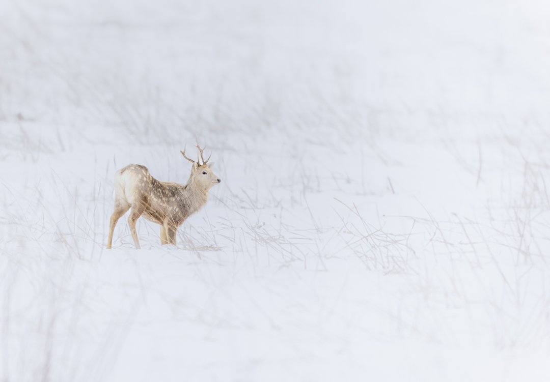 sousuke (@lovenaradeer) • Instagram photos and videos, image size:1080x751