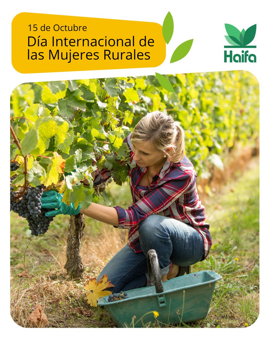 🌾 Hoy, 15 de octubre, celebramos el Día Internacional de las Mujeres Rurales, una fecha para reconocer la labor imprescindible que desempeñan en el desarrollo agrícola, la seguridad alimentaria y el bienestar de las comunidades rurales.